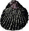 Seashell